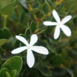 Dry garden flowers