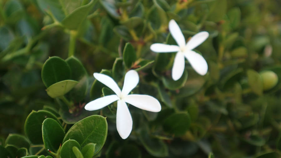 Dry garden flowers