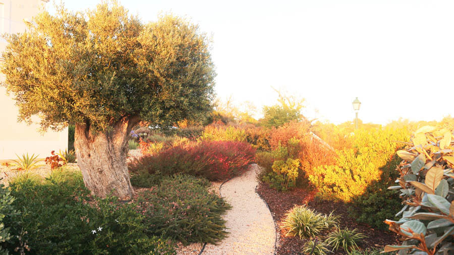 Service dry garden planting