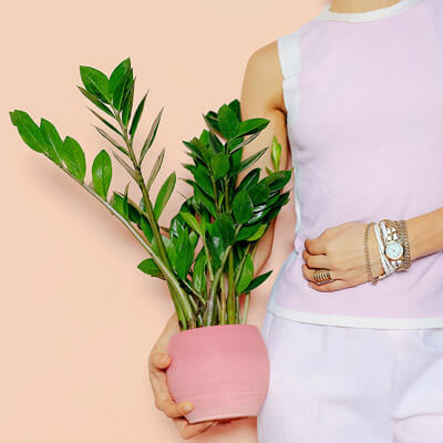 Indoor-plants-05
