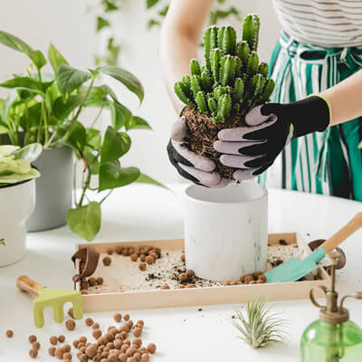 Indoor-plants-06