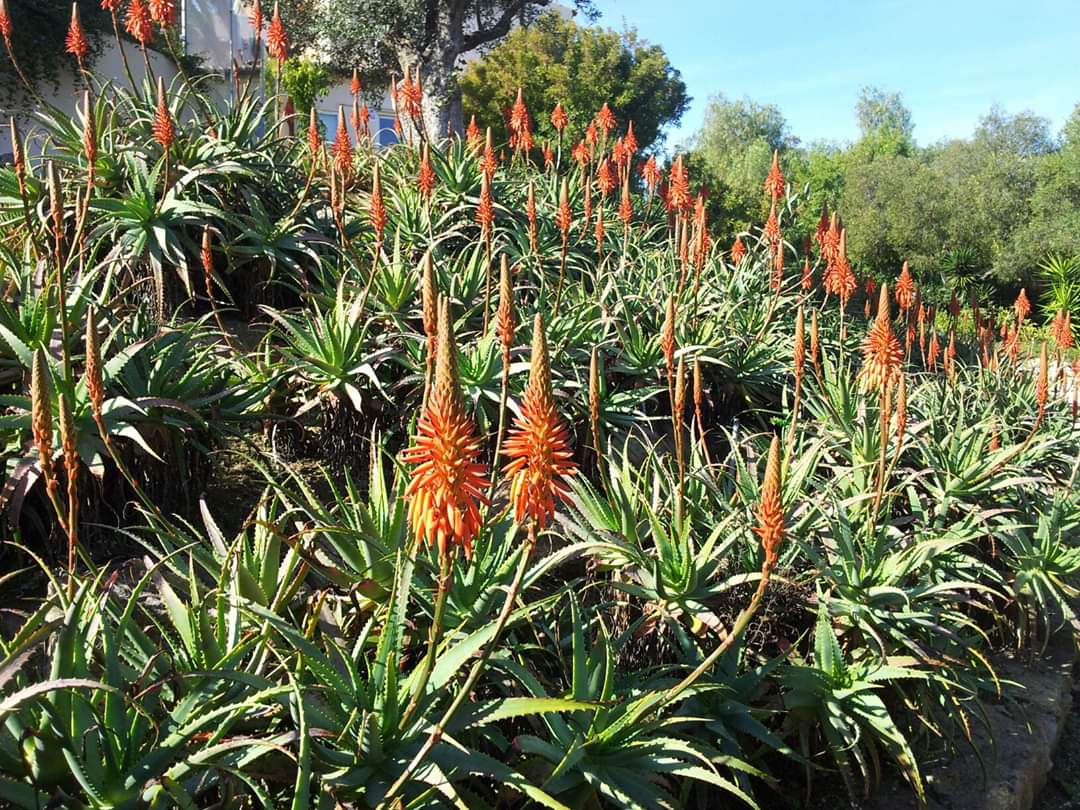 Blooming aloe vera plants