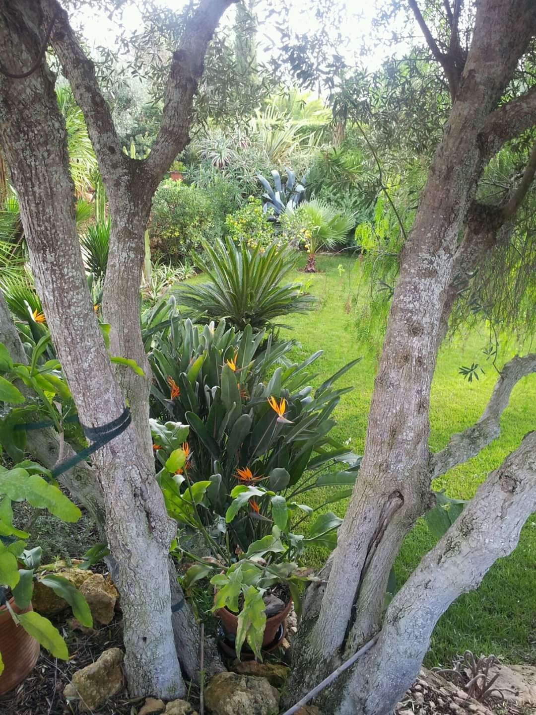 Vital Gardens maintenance gardens