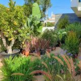 Gardening helps environment: beautiful mediterranean plants