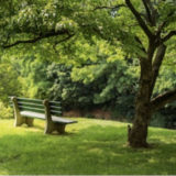 Natural shade provider