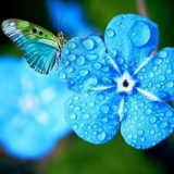 Butterfly flower nature sun insect