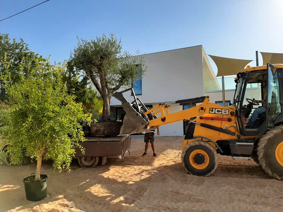 Plants delivery with JCB