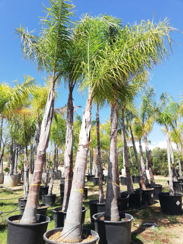 Tree nursery palm trees
