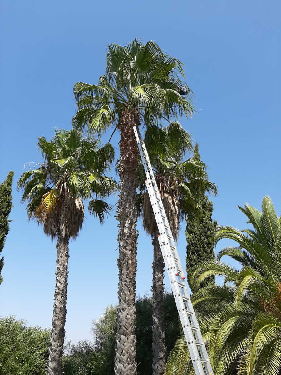 Palm maintenance