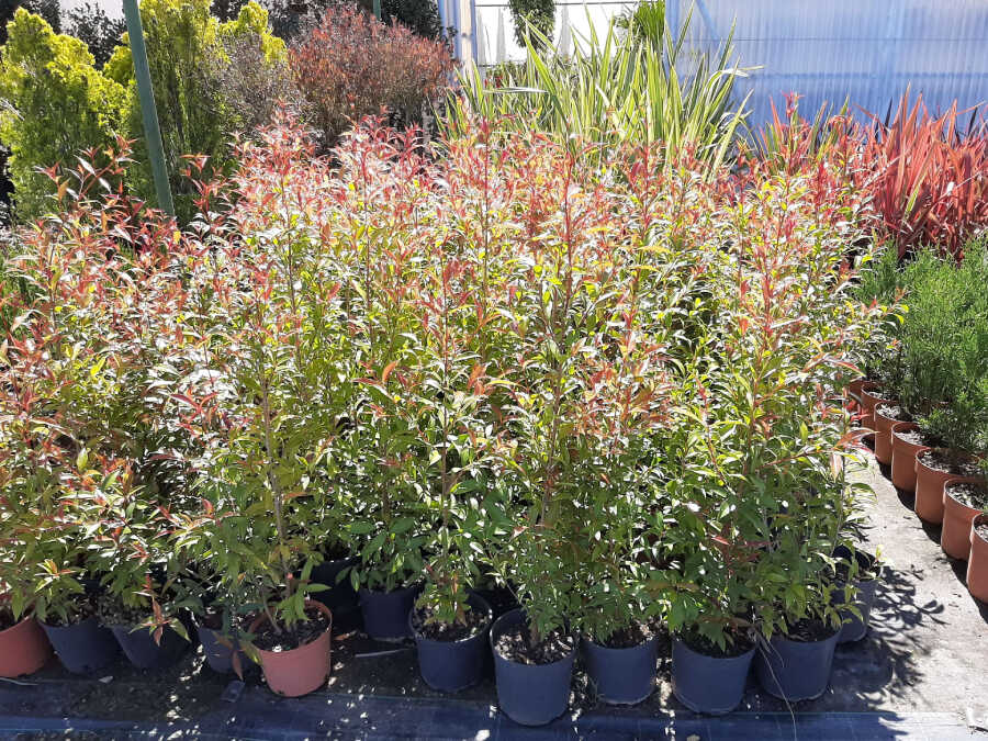 Plants