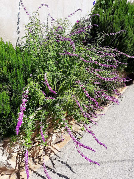 Sage